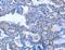 Activin A Receptor Type 2B antibody, MBS2524542, MyBioSource, Immunohistochemistry frozen image 