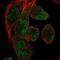 RNA Binding Motif Protein 24 antibody, NBP2-56266, Novus Biologicals, Immunofluorescence image 