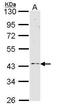 G Protein-Coupled Receptor 83 antibody, GTX108229, GeneTex, Western Blot image 