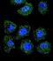 Class B basic helix-loop-helix protein 24 antibody, GTX53624, GeneTex, Immunofluorescence image 