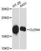 Claudin 4 antibody, A12912, ABclonal Technology, Western Blot image 