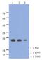 Mitochondrial Ribosomal Protein S25 antibody, MBS200271, MyBioSource, Western Blot image 