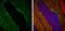 Protein Kinase C Gamma antibody, NBP1-32535, Novus Biologicals, Immunohistochemistry frozen image 