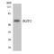 IKAROS Family Zinc Finger 2 antibody, LS-C292101, Lifespan Biosciences, Western Blot image 