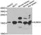Small Ubiquitin Like Modifier 4 antibody, orb373630, Biorbyt, Western Blot image 