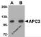 Cell Division Cycle 27 antibody, 5723, ProSci, Western Blot image 