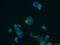 Chromogranin B antibody, 14968-1-AP, Proteintech Group, Immunofluorescence image 
