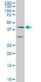 E74 Like ETS Transcription Factor 3 antibody, LS-C197125, Lifespan Biosciences, Western Blot image 