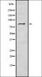 Ubiquitin Specific Peptidase 10 antibody, orb337008, Biorbyt, Western Blot image 