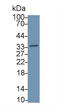 Annexin A5 antibody, LS-C292864, Lifespan Biosciences, Western Blot image 