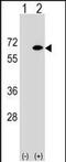 EYA Transcriptional Coactivator And Phosphatase 2 antibody, PA5-48817, Invitrogen Antibodies, Western Blot image 