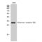 Olfactory Receptor Family 8 Subfamily K Member 3 (Gene/Pseudogene) antibody, LS-C385230, Lifespan Biosciences, Western Blot image 