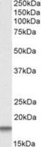 Cystatin C antibody, LS-C34642, Lifespan Biosciences, Western Blot image 
