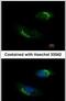 VPS33A Core Subunit Of CORVET And HOPS Complexes antibody, PA5-31456, Invitrogen Antibodies, Immunofluorescence image 