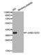 JunD Proto-Oncogene, AP-1 Transcription Factor Subunit antibody, STJ22217, St John