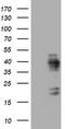 KI-67 antibody, TA801156S, Origene, Western Blot image 