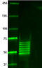 Tau, 6-18 antibody, 806503, BioLegend, Western Blot image 