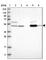 Epoxide Hydrolase 1 antibody, HPA020593, Atlas Antibodies, Western Blot image 