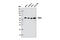 Serum/Glucocorticoid Regulated Kinase Family Member 3 antibody, 8573S, Cell Signaling Technology, Western Blot image 
