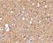 Sirtuin 2 antibody, PA5-20487, Invitrogen Antibodies, Immunohistochemistry frozen image 