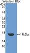 Ribonuclease A Family Member 8 antibody, LS-C300879, Lifespan Biosciences, Western Blot image 