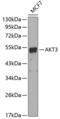 AKT Serine/Threonine Kinase 3 antibody, 13-188, ProSci, Western Blot image 