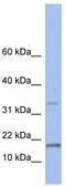 T Cell Leukemia/Lymphoma 1A antibody, TA344195, Origene, Western Blot image 