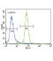 RUNX Family Transcription Factor 2 antibody, abx033650, Abbexa, Western Blot image 