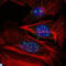 Mitogen-Activated Protein Kinase Kinase Kinase 2 antibody, LS-C812696, Lifespan Biosciences, Immunofluorescence image 