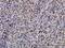 Interferon Regulatory Factor 2 antibody, LS-C133274, Lifespan Biosciences, Immunohistochemistry frozen image 