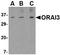 ORAI Calcium Release-Activated Calcium Modulator 3 antibody, TA306420, Origene, Western Blot image 