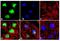 Tripartite Motif Containing 28 antibody, 720016, Invitrogen Antibodies, Immunofluorescence image 