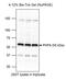 PHD Finger Protein 6 antibody, NB100-68262, Novus Biologicals, Western Blot image 