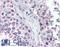G Protein Signaling Modulator 2 antibody, LS-B2915, Lifespan Biosciences, Immunohistochemistry paraffin image 