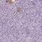 G Protein Subunit Alpha O1 antibody, PA5-59337, Invitrogen Antibodies, Immunohistochemistry frozen image 