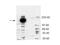 Microfibril Associated Protein 5 antibody, NBP1-77942, Novus Biologicals, Western Blot image 