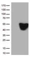 GFAP antibody, TA500342S, Origene, Western Blot image 