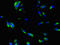 DnaJ Heat Shock Protein Family (Hsp40) Member C6 antibody, LS-C396332, Lifespan Biosciences, Immunofluorescence image 