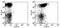 Signaling Lymphocytic Activation Molecule Family Member 1 antibody, 17-1501-81, Invitrogen Antibodies, Flow Cytometry image 