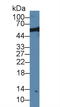 Nuclear pore complex protein Nup50 antibody, LS-C374071, Lifespan Biosciences, Western Blot image 