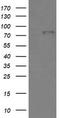 Bone morphogenetic protein 1 antibody, TA505813, Origene, Western Blot image 