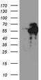 Chromosome 9 Open Reading Frame 43 antibody, TA810854, Origene, Western Blot image 