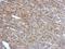 RN133 antibody, NBP2-20176, Novus Biologicals, Immunohistochemistry frozen image 
