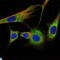 Prohibitin antibody, LS-C812751, Lifespan Biosciences, Immunofluorescence image 