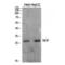 Nerve Growth Factor antibody, LS-C387659, Lifespan Biosciences, Western Blot image 