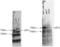 Chromobox 4 antibody, A03388-1, Boster Biological Technology, Western Blot image 