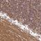 Signal Regulatory Protein Alpha antibody, HPA058511, Atlas Antibodies, Immunohistochemistry frozen image 