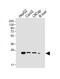 Glutathione S-Transferase Alpha 1 antibody, M01462, Boster Biological Technology, Western Blot image 
