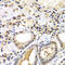 Proteasome Activator Subunit 2 antibody, 15-112, ProSci, Immunohistochemistry frozen image 