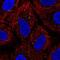 Keratin 222 antibody, NBP2-46822, Novus Biologicals, Immunofluorescence image 